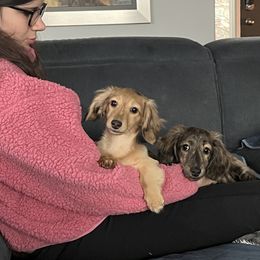 Dachshund Puppies from Fitzpatrick's Irish Cream Doxies
