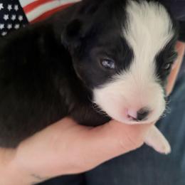 Gracie - Black tri female Miniature Australian Shepherd puppy in Willard, Missouri from Stoney Brook Aussies