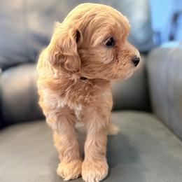 Celeste (Pink collar) - Apricot female Goldendoodle puppy in Twin Falls, Idaho from Magic Valley Family Doodles