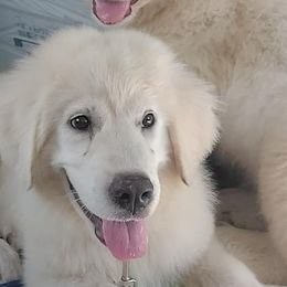Great Pyrenees from Noble Court Pyrenees