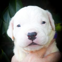 Purple collar - White male Dogo Argentino puppy in San Diego, California from Debonair Dogos