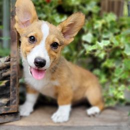 Boy 2 - Sable Pembroke Welsh Corgi puppy in Georgia from Shaleigh's Pembroke Welsh Corgis
