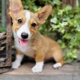 Boy 2 - Sable Pembroke Welsh Corgi puppy in Georgia from Shaleigh's Pembroke Welsh Corgis