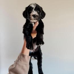 Victoria - Black female Sheepadoodle puppy in Wabash, Indiana from DOODCompany