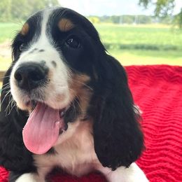 English Springer Spaniels from Platte River Springers