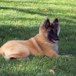 Belgian Tervuren from Hidden Gems Belgian Tervuren