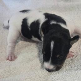 Girl 10 - Black white and tan female Rat Terrier puppy in Traverse, Michigan from Far North Rat Terriers