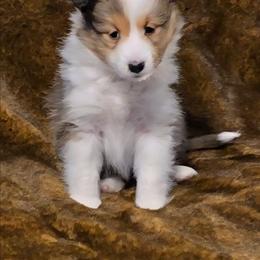 Kalea - Sable and white female Shetland Sheepdog puppy in Marshall, North Carolina from Small World Shelties