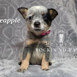 Pineapple - Blue female Australian Cattle Dog puppy in Silsbee, Texas from Rockin ND Ranch