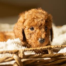 RJ - Red  male Goldendoodle puppy in Lincoln, Nebraska from Daisy Doodles