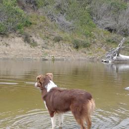 Australian Shepherds from Springville Aussies