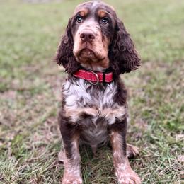 Obedience - Tri-Roan male English Springer Spaniel puppy in Eastman, Georgia from Mossy Creek Springers