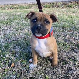 Staffordshire Bull Terrier Puppies from TimbreStaff
