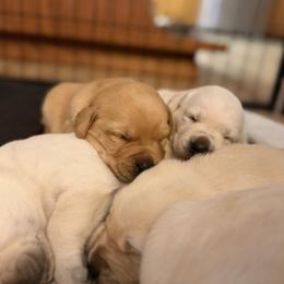 Labrador Retriever Puppies from Knotty Creek Labradors