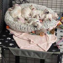 French Bulldog Puppies from Windy Vally Frenchies