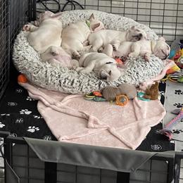 French Bulldog Puppies from Windy Vally Frenchies