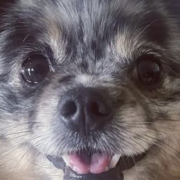 Pomeranians from Robbins Poms
