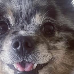 Pomeranians from Robbins Poms