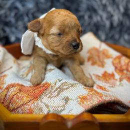 Maid Marian - Apricot female Cavapoo puppy in Waldron, Arkansas from Kay’s Cutie Poos