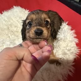 Dachshund Puppies from SunnySeaDachs