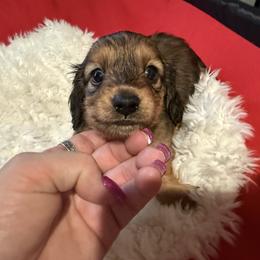 Dachshund Puppies from SunnySeaDachs