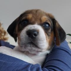 Boy 2 - male Harrier puppy in Waxhaw, North Carolina from Darkfire Harriers
