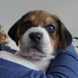 Boy 2 - male Harrier puppy in Waxhaw, North Carolina from Darkfire Harriers