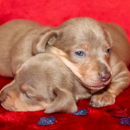 Isabella 1 - Fawn (isabella) and tan male Dachshund puppy in Coldwater, Mississippi from Mississippi Shorties Miniature Dachshunds