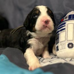 Jyn - Tri-color female Bernedoodle puppy in Lone Jack, Missouri from Elite Bernedoodle Besties LLC