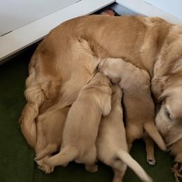 Roll Tide - Golden male Golden Retriever puppy in Warrenton, Virginia from Four Lochs LLC