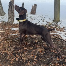 Mav - German Shorthaired Pointer