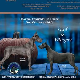 Great Dane puppies from Ocean Blue Danes