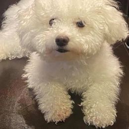 Bichon Frise Puppies from Savannah Bichons