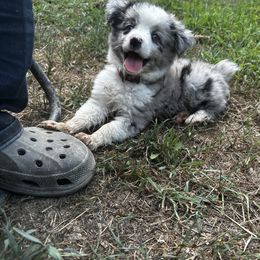 Miniature Australian Shepherd and Toy Australian Shepherd Puppies from Cherry Grove Kennel