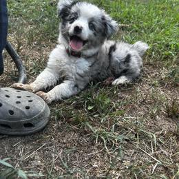 Miniature Australian Shepherd and Toy Australian Shepherd Puppies from Cherry Grove Kennel