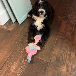 Bernedoodle Puppies from Darling Paws, LLC