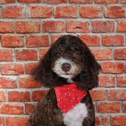 Cooper - Bernedoodle