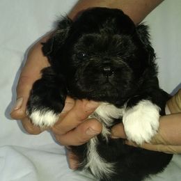 Pekingese from Sharmon's Pekingese