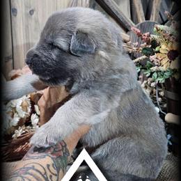 Valor - Blue male German Shepherd puppy in Sequim, Washington from German Shepherd Haus