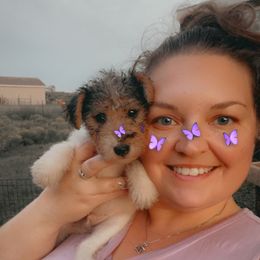 B-Dub - White black and tan male Wire Fox Terrier puppy in Ennis, Texas from Syrayed Farm