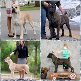 Cane Corso puppies from Nysa Cane Corso