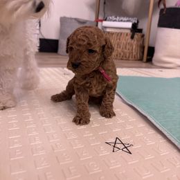 Lemon - Red  female Goldendoodle puppy in Piedmont, Oklahoma from Perdue Puppies