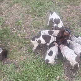 German Shorthaired Pointers from Hayden Adams