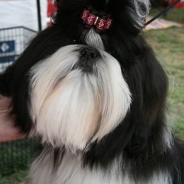 Shih Tzus from Sabar Shih Tzu