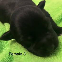 Female 3 - Black female Miniature Schnauzer puppy in Granville, Ohio from Shull Mini Schnauzers