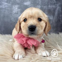 Wendy - Cream female Companion Cross puppy in Utah County, Utah from Big Hearted Breeders