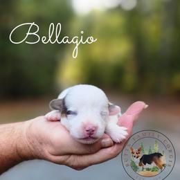 Bellagio - Gray and white female American Corgi puppy in Cameron, North Carolina from Butts Family Corgis