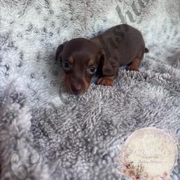 Hershey - Chocolate and tan male Dachshund puppy in Lufkin, Texas from CSW Dachshunds