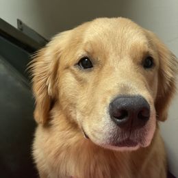 Shakira - Golden Retriever