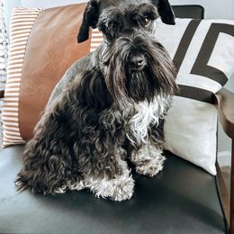 Shaq - Miniature Schnauzer